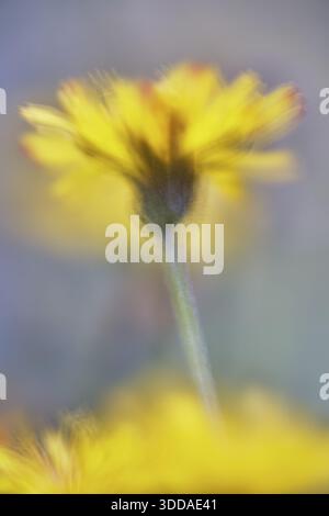 Dente di leone autunnale (Scorzoneroides autumnalis), Kempen, Renania settentrionale-Vestfalia, Germania Foto Stock