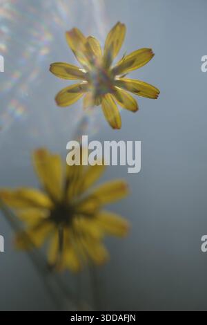 Dente di leone autunnale (Scorzoneroides autumnalis), Kempen, Renania settentrionale-Vestfalia, Germania Foto Stock