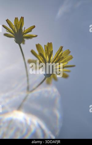 Dente di leone autunnale (Scorzoneroides autumnalis), Kempen, Renania settentrionale-Vestfalia, Germania Foto Stock