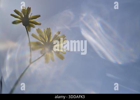 Dente di leone autunnale (Scorzoneroides autumnalis), Kempen, Renania settentrionale-Vestfalia, Germania Foto Stock