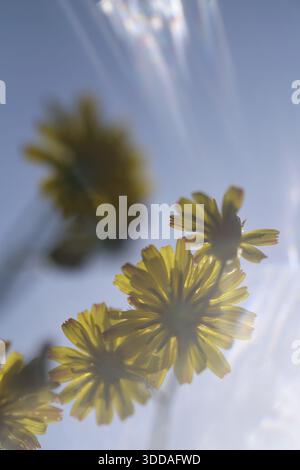 Dente di leone autunnale (Scorzoneroides autumnalis), Kempen, Renania settentrionale-Vestfalia, Germania Foto Stock