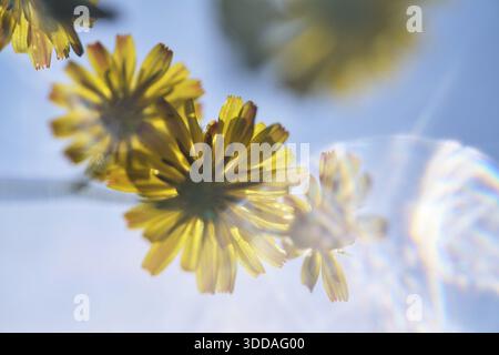 Dente di leone autunnale (Scorzoneroides autumnalis), Kempen, Renania settentrionale-Vestfalia, Germania Foto Stock