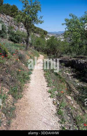 Un sentiero sterrato panoramico che si snoda attraverso un lussureggiante paesaggio verde con alberi e fiori selvatici sotto un cielo azzurro cristallino dalla Rute del Gollizno, Spagna Foto Stock