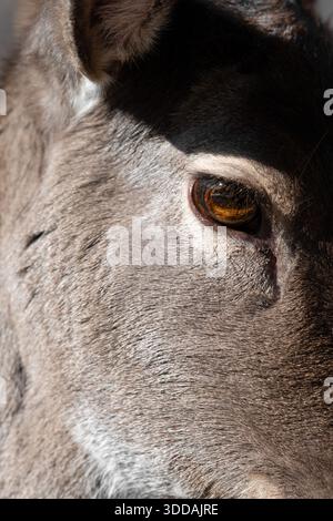 Vista ravvicinata dell'occhio del cervo a riposo . Concetto animale Foto Stock