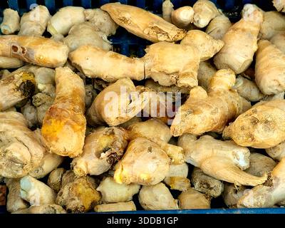 Rizomi allo zenzero, lo stelo sotterraneo della pianta Zingiber officinale, una parte aromatica di knobby utilizzata come spezia per il suo sapore pungente in cucina e Foto Stock
