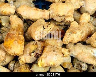 Rizomi allo zenzero, lo stelo sotterraneo della pianta Zingiber officinale, una parte aromatica di knobby utilizzata come spezia per il suo sapore pungente in cucina e Foto Stock