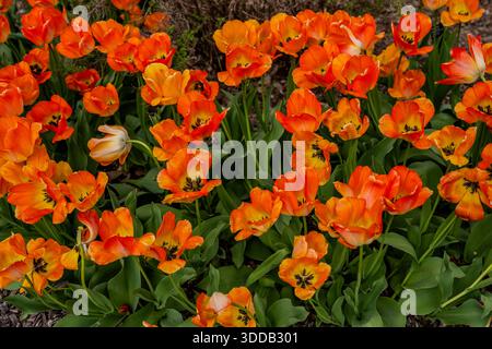 Gruppo di tulipani arancioni luminosi con foglie verdi che crescono in un letto da giardino Foto Stock