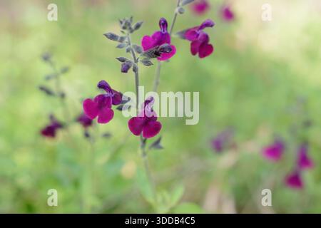 Salvia Nachtvlinder. Arbusto di salvia ornamentale con fiori magenta profondi chiamato anche Salvia x jamensis 'Nachtvlinder' e Sage Nacht. Pianta aromatica. Foto Stock