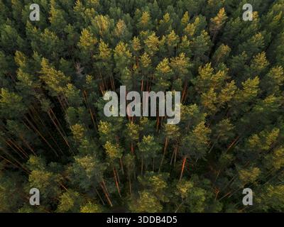 Veduta aerea di una fitta tettoia della foresta che si illumina con il tocco dorato della luce del sole che filtra tra tra gli alberi, Tver, Tver Oblast, Russia. Foto Stock