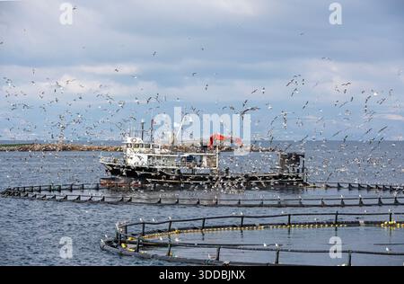 Tonno rosso farm in Cesme Izmir Turchia. Foto Stock