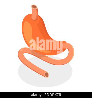 Illustrazione piatta isometrica 3D dell'anatomia del sistema digestivo, organi interni umani. Punto 2 Foto Stock