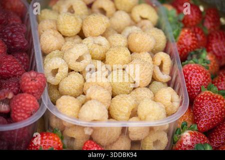 Vivace assortimento di bacche fresche in contenitori trasparenti, con lamponi gialli pallidi circondati da lamponi rossi e fragole mature. Luminoso, succoso e salutare per gli espositori di mercato Foto Stock