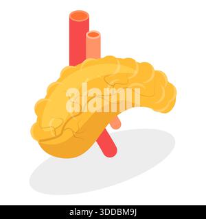 Illustrazione piatta isometrica 3D dell'anatomia del sistema digestivo, organi interni umani. Componente 1 Foto Stock