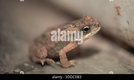 Rospo asiatico comune giovanile (Duttaphrynus melanostictus) appoggiato a terra, fotografia macro Foto Stock