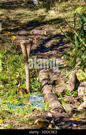 vecchia passerella in legno ricoperta di muschio sopra una palude Foto Stock