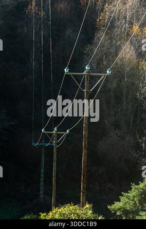 Due pali di legno sono situati in un'area pesantemente boscosa. Le linee elettriche aeree sono collegate ai pali con isolanti azzurri. Francia Foto Stock