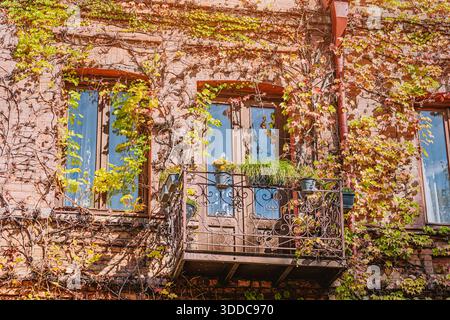 Facciata in mattoni intemprati rivestita di edera e fogliame autunnali, piccolo balcone e finestre che si illuminano di calde tonalità di rosso, marrone e verde Foto Stock