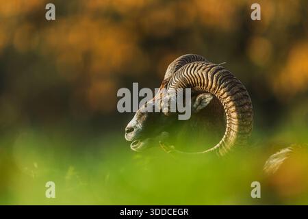 Mouflon (Ovis orientalis orientalis) ritratto ravvicinato Foto Stock