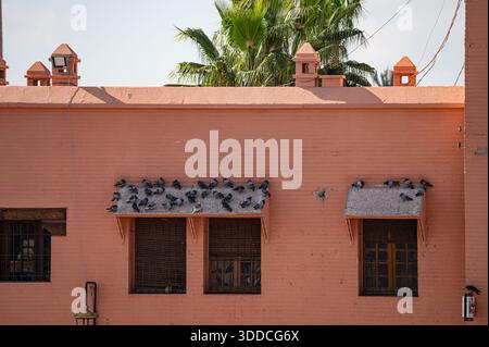 Scena urbana con piccioni che poggiano su balze di cemento di un tradizionale edificio rosa, palme visibili sopra il muro. Architettura minimalista Foto Stock