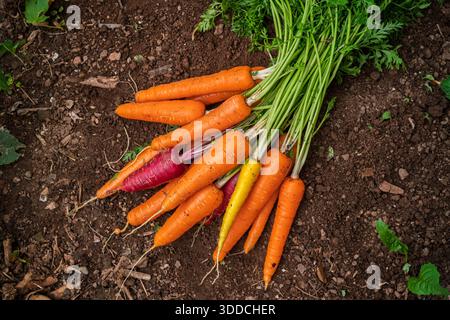 Un mucchio di carote multicolore appena raccolte. Foto Stock