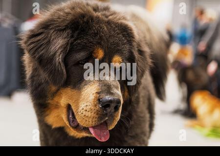Un enorme Mastiff Dog tibetano (Canis lupus familiaris) si erge a uno spettacolo al coperto con la sua lingua fuori su un morbido sfondo bokeh. Foto Stock