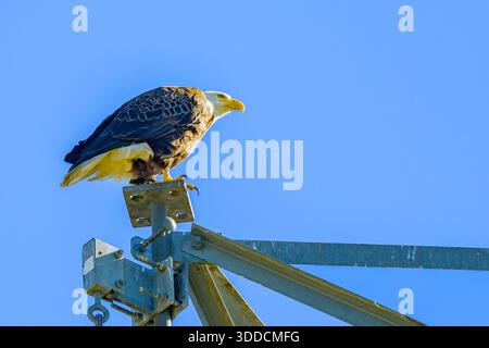 L'aquila calva adulta si erge in cima a una torre di comunicazione mentre sorveglia il suo nido vicino al lago Pontchartrain a New Orleans, LOUISIANA, USA Foto Stock