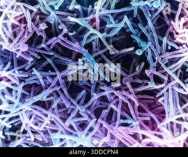 Batteri E. coli, SEM, al microscopio Foto Stock