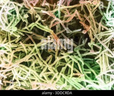 Batteri E. coli, SEM, al microscopio Foto Stock