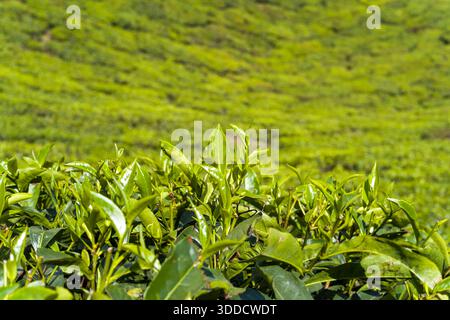 I giovani germogli di tè si distinguono contro una distesa sfocata di lussureggiante piantagione a Munnar, in India, con la luce del sole che esalta le foglie lucide e le vivaci tonalità di verde. L'immagine cattura la crescita fresca e la texture naturale del paesaggio. Foto Stock