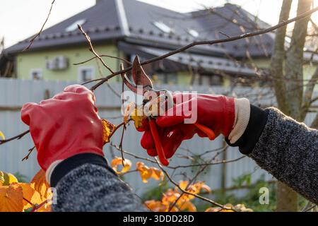 I rami da potatura del giardiniere con guanti rossi nel giardino autunnale Foto Stock