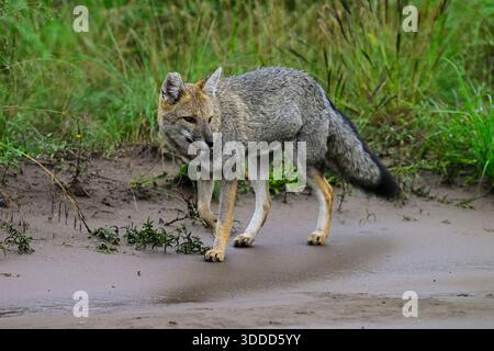 Volpe grigia di Pampas nell'ambiente erboso di Pampas, provincia di la Pampa, Patagonia, Argentina. Foto Stock