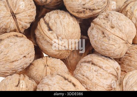 Le noci sono isolate su uno sfondo bianco per scattare primi piani Foto Stock