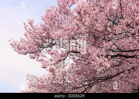 Fiori di ciliegio, ciliegio, fiori di ciliegio, Kamakura, Giappone Foto Stock