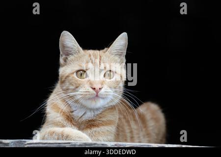 gatto allo zenzero (arancione) che posa su sfondo scuro Foto Stock