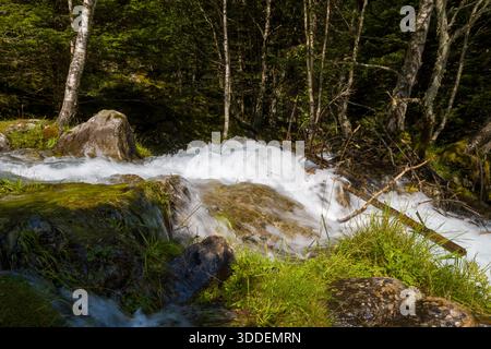 Un ruscello di montagna che scorre velocemente si snoda su rocce e muschio, delimitato da erba lussureggiante e da snelli alberi di betulla in una fitta foresta dei Pirenei sotto la luce del sole. Foto Stock