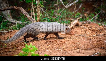 Ruddy Mongoose in movimento al Parco Nazionale di Yala, Sri Lanka. Foto Stock