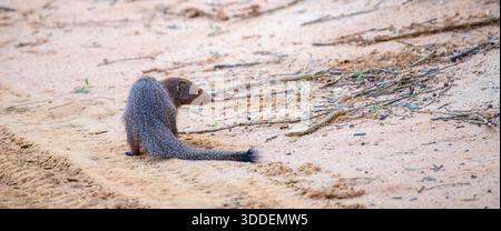 Ruddy Mongoose sul terreno sabbioso del Parco Nazionale di Yala, Sri Lanka. Foto Stock
