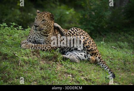 Magnifici salotti leopardati su un tumulo erboso, dall'aspetto rilassato. Un momento davvero selvaggio e accattivante. Foto Stock