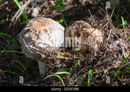 Giovani funghi selvatici Parasol bianco (Macrolepiota zeyheri) che emergono attraverso i detriti sul pavimento di boschi rurali Foto Stock