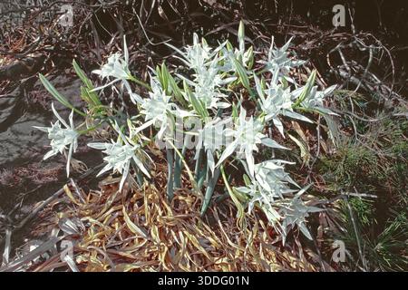 Piante con fiori e gemme di narcisi di mare, Pancratium maritimum, Amaryllidaceae Foto Stock
