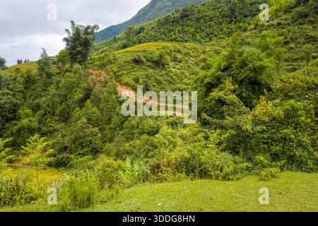 Colline ondulate coperte da fitta vegetazione della giungla e bambù sparso si innalzano sotto cieli nuvolosi vicino a Sapa. Uno stretto sentiero sterrato si snoda attraverso la lussureggiante vegetazione, evocando un senso di natura tropicale e avventura. Foto Stock