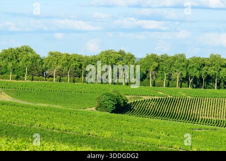 Vibrant green vineyards stretch across gently rolling hills, bordered by a row of tall leafy trees under a bright blue sky near Pouilly sur Loire. The scene is lush, orderly, and filled with natural summer light. Foto Stock