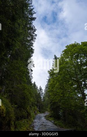 Il sentiero roccioso si snoda verso l'alto tra alti alberi sempreverdi e lussureggianti vegetazioni, con macchie di cielo blu che sbirciano attraverso un baldacchino parzialmente nuvoloso in un tranquillo ambiente boschivo. Foto Stock