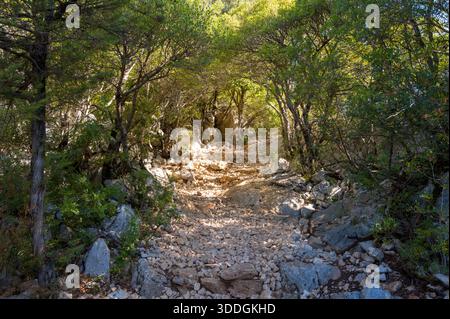 Un sentiero aspro e soleggiato, coperto da rocce sciolte, si snoda attraverso un fitto bosco mediterraneo vicino a Baunei, in Sardegna. La luce intensa filtra attraverso il tettoio verde, mettendo in risalto il terreno strutturato e la tranquillità naturale. Foto Stock