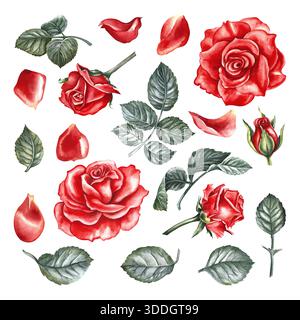 Un set con rose rosse. Illustrazione ad acquerello disegnata a mano. Un clipart con elementi rosa. Per la progettazione di una carta di fiori, un invito a un matrimonio, un Foto Stock