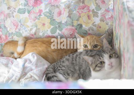 Due accoglienti gatti adagiati su uno sfondo floreale all'interno, un tabby e uno zenzero, Italia Foto Stock