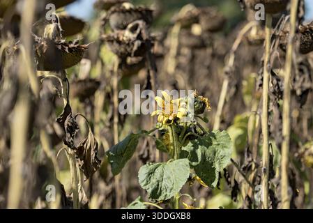 Campo di girasole, girasoli marroni appassiti (Helianthus annuus), compresa una singola giovane pianta che muore nell'infiorescenza, calore, mancanza di acqua, annegamento Foto Stock