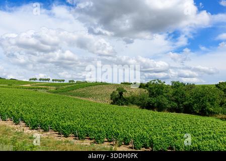 Ampi vigneti verdi si estendono su dolci colline a Pouilly sur Loire, con filari di viti che conducono ad un orizzonte fiancheggiato da alberi sotto un cielo pieno di nuvole spettacolari. La scena è vivace, aperta e inondata di luce naturale estiva. Foto Stock