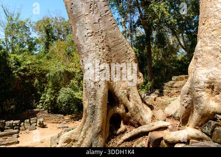 Enormi tronchi d'albero con radici ruvide crescono intorno a blocchi di pietra intemprati in una radura della foresta illuminata dal sole ad Angkor, in Cambogia. La scena presenta corteccia ruvida, muratura sparsa e fitte fogliame tropicale sotto un cielo azzurro. Foto Stock