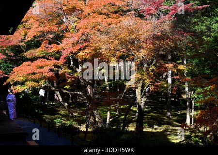 Tempio del muschio Saihoji Kokedera a Kyoto in Giappone. Foto Stock